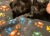 I have 3 Bombay black kittens