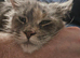 3 year old gccf registered main coon