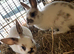 Rabbits for sale hull