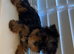 Mini Yorkshire terrier puppy’s