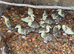 Muscovy ducklings