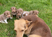 Stunning chocolate mini Jack Russells