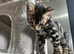 Gorgeous female charcoal bengle kitten