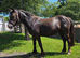 Sweet 3yr old Section C Filly