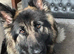 KC registered german shepherd puppies- multi generational home bred line