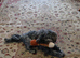 18 month adorable havanese needs a home