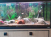 4ft whole set up fishtank with stand