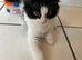 Adorable kittens for sale