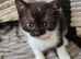 Beautiful persian x kittens