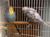 Opaline  budgie