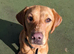 Labrador looking for her forever home