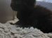 Black fluffy Tortoise shell female kitten