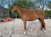 Chestnut Filly 16.1hh Reduced