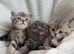 For sale Scottish fold kittens