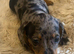 KC Reg Miniature Dachshund Puppies