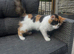Kitten female around 6 months old