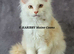 Large Rare Red Shaded/Red Shell TICA kittens