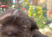 Chocolate Imperial Shihtzu