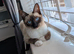 Beautiful Ragdoll Kittens