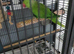 Male Indian Ringneck with large parrot cage