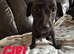 COLLIE X WHIPPET PUPPIES FOR SALE!