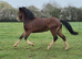 Welsh Section D Filly