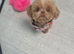 KC registered brown/red shih tzu female