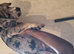 Mastiff x merle /chocolate