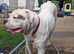 Johnson American Bulldog ** STUD **