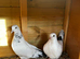4 pigeons for sale