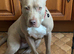Staffy For Sale