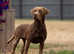 KC Reg Chocolate stud with FTCH Pedigree & 0/0 Hips