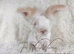 Fully Vaccinated English Angora