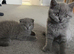 Scottish Fold /Straight male kittens/vaccinated, microchipped, vet checked