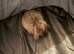 Mini lop