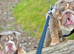 English Bulldog Male & Female