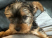 Yorkshire Terrier puppy 1 boy left