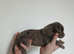 Merle and blue merle Staff cross sharpei