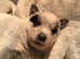 Australian Cattle Dog Puppies