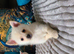 Chihuahua puppies ready now 2 males