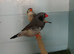 Triple black zebra finches