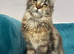 XXL Maine Coon Kittens TICA Pedigree Supreme Champion Bloodline
