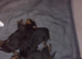 Chuncky puppies