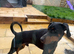 Male Doberman kc reg for sale in tact