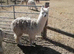 1 years old male alpaca