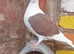 Saddle racing pigeons for sale