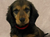 Kc registered Long Hair Dachshunds