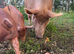 Tamworth X piglet for sale