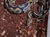 Female sugar leopard het clown