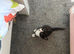 Affectionate loving kittens looking for forever home.